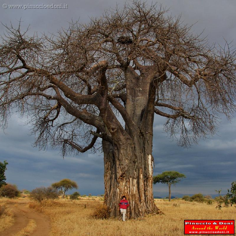 TANZANIA - Tarangire National Park - 52.jpg